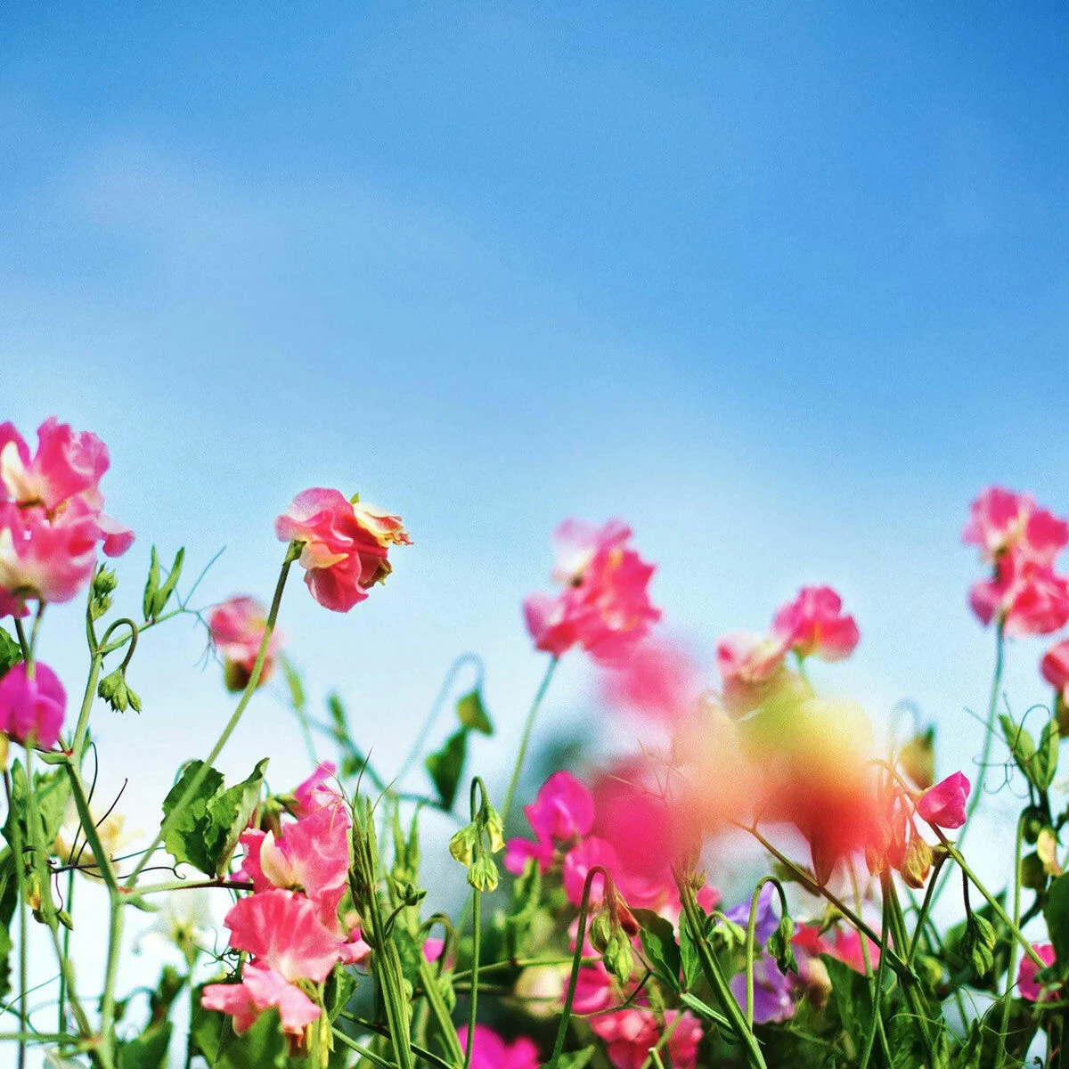 Home County Candle Co. The Shropshire - Sweet Pea 100ml Reed Diffuser Refill 4 Home County Candle Co. The Shropshire - Sweet Pea 100ml Reed Diffuser Refill - Image 2