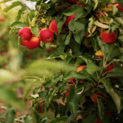 Home County Candle Co. The Somerset - Apple & Fresh Fig Soy Candle -Campus Gifts Sales home county co somerset fragrance range 2